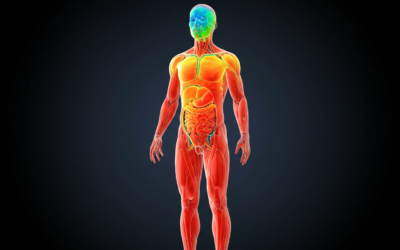 Cinco elementos que debes conocer sobre la termorregulación del cuerpo humano